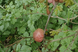 2.pirátský červen