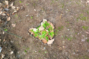 3.A-Tvoříme z přírodnin